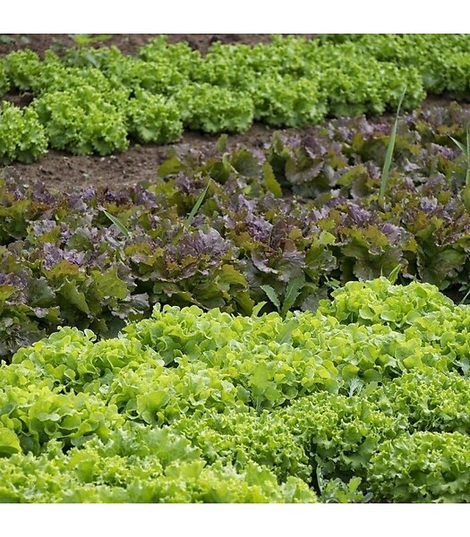RACINE - Paillage organique du potager 100% naturel Big bag 500 litres - large