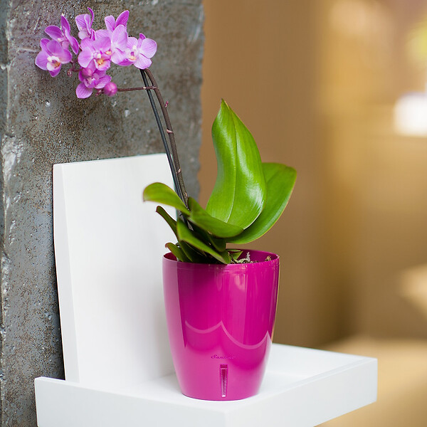 GT GARDEN - Lot de 3 pots pour orchidées avec réserve d'eau - Orchidea pourpre 2 litres - large
