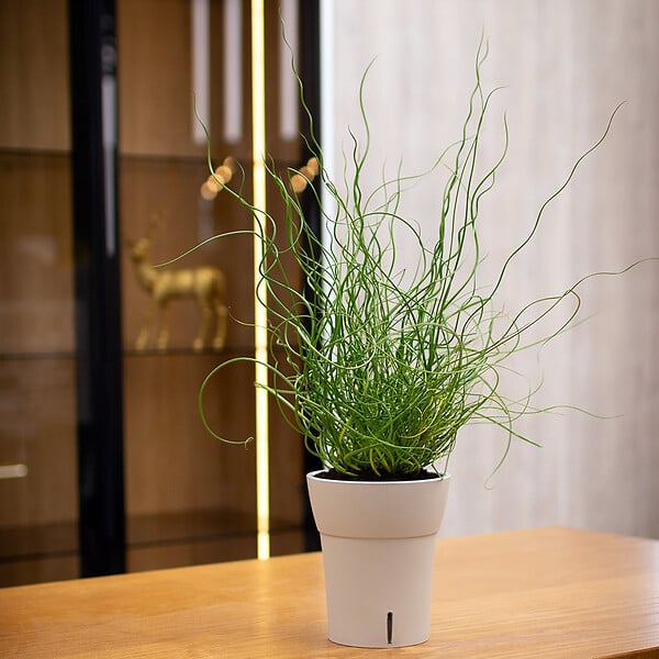 GT GARDEN - Lot de 3 pots pour orchidées avec réserve d'eau - Dali-dea ivoire 2 litres - large