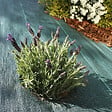 GT GARDEN - Géotextile anti-mauvaises herbes tissé 110 g/m2 - 1 x 100 mètres - vignette