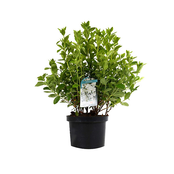 ARBORIX - Azalée caduque knaphill blanc - Azalea Knaphill Wit  - 60-80 cm pot - large