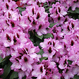 ARBORIX - Rhododendron 'Kokardia' - Rhododendron 'Kokardia'  - 40-50 cm pot - vignette