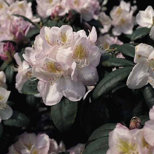ARBORIX - Rhododendron 'Gomer Waterer' - Rhododendron 'Gomer Waterer'  - 40-50 cm pot - large
