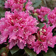 ARBORIX - Rhododendron 'Rocket' - Rhododendron 'Rocket'  - 40-50 cm pot - vignette