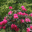 ARBORIX - Rhododendron 'Nova Zembla' - Rhododendron 'Nova Zembla'  - 40-50 cm pot - vignette