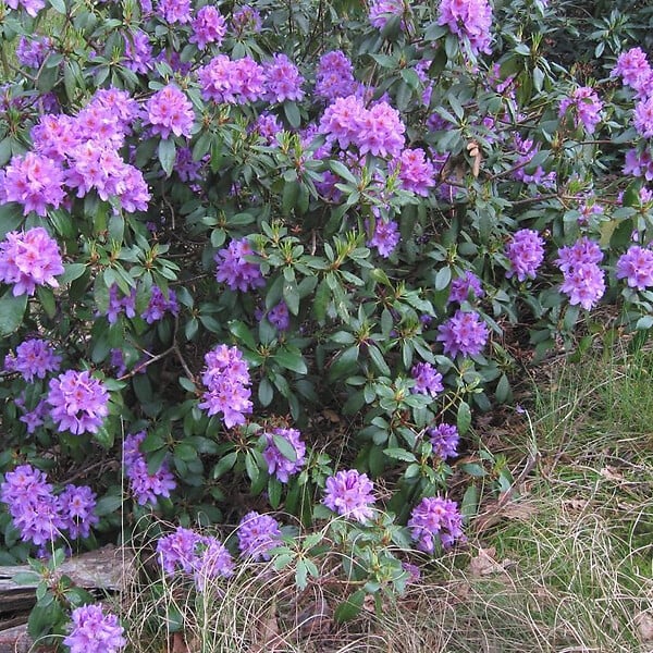 ARBORIX - 2 x Rhododendron 'Gristede' - Rhododendron 'Gristede'  - 20-30 cm pot - large