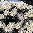 ARBORIX - Rhododendron 'Cunningham blanc' - Rhododendron 'Cunningham White'  - 60-80 cm pot - vignette