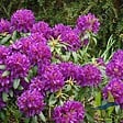 ARBORIX - Rhododendron 'Marcel Menard' - Rhododendron 'Marcel Menard'  - 40-50 cm pot - vignette