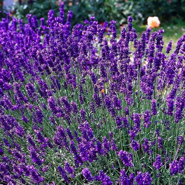 ARBORIX - 6 x Lavande officinale - Lavandula angustifolia  - godet 9cm x 9cm - large