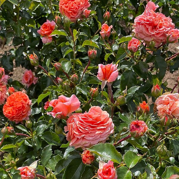 ARBORIX - Rosier Kordes - Rosa 'Orangerie'® - large