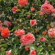 ARBORIX - Rosier Kordes - Rosa 'Orangerie'® - vignette