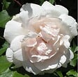 ARBORIX - Rosier grimpante - Rosa 'Madame Alfred Carriere' - vignette