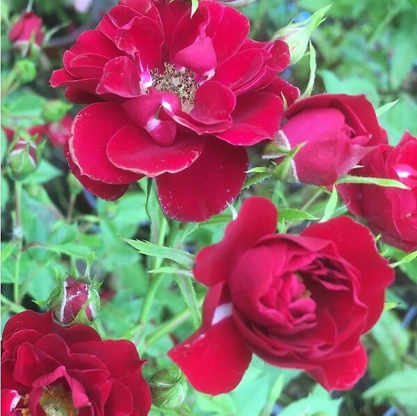 ARBORIX - 2 x Rosier couvre-sol - Rosa 'Rote The Fairy' - large