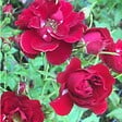ARBORIX - 2 x Rosier couvre-sol - Rosa 'Rote The Fairy' - vignette