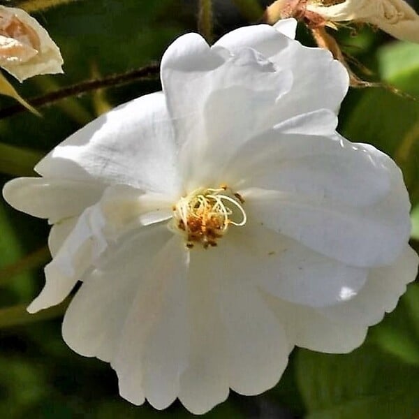 ARBORIX - Rosier grimpante - Rosa 'Guirlande D'Amour' - large