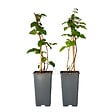 PLANT IN A BOX - Mûrier - Set de 2 - Rubus fruticosus 'Thornfree' - Hauteur 50-60cm - ⌀15cm - vignette