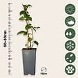 PLANT IN A BOX - Mûrier - Set de 2 - Rubus fruticosus 'Thornfree' - Hauteur 50-60cm - ⌀15cm - vignette
