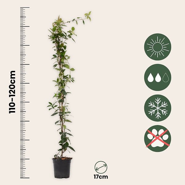 PLANT IN A BOX - Jasmin étoilé - Set de 2 - Trachelospermum jasminoides - H110-120cm - ⌀17cm - large