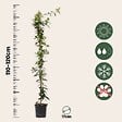 PLANT IN A BOX - Jasmin étoilé - Set de 2 - Trachelospermum jasminoides - H110-120cm - ⌀17cm - vignette