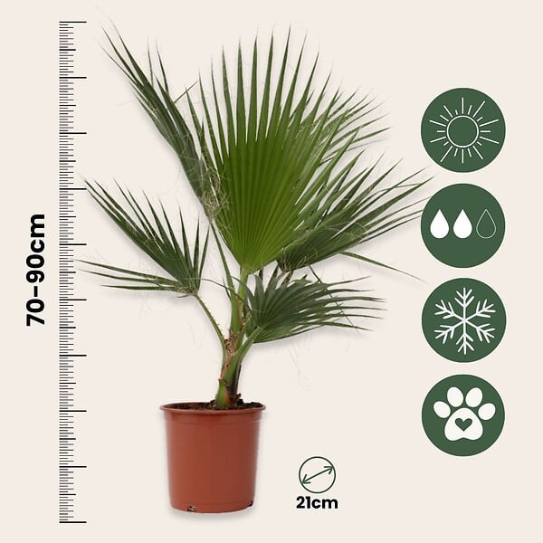 PLANT IN A BOX - Palmier de Washington - Washingtonia robusta - Hauteur 70-90cm - ⌀21cm - large