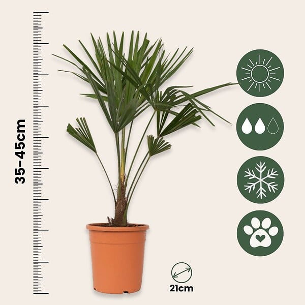PLANT IN A BOX - Palmier de Chine - Trachycarpus Fortunei - Hauteur 65-75cm - ⌀21cm - large
