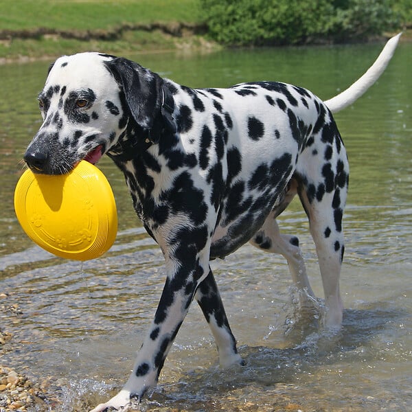 FIDELAMI - frisbee flottant - large