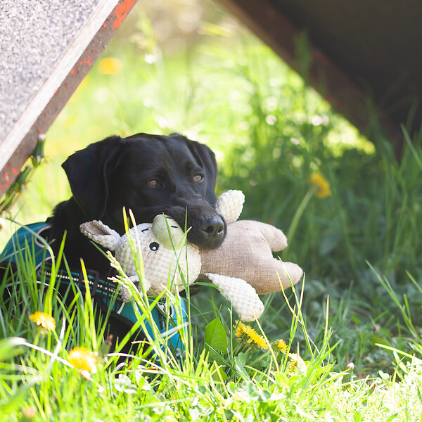 FIDELAMI - léo doudou cochon - large