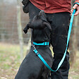 FIDELAMI - laisse universelle turquoise - vignette