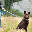FIDELAMI - laisse réfléchissante bleue - vignette