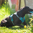 FIDELAMI - harnais dynamic m turquoise - vignette