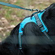FIDELAMI - laisse dynacool turquoise - vignette