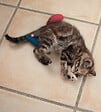FIDELAMI - lot 3 souris tissu - vignette