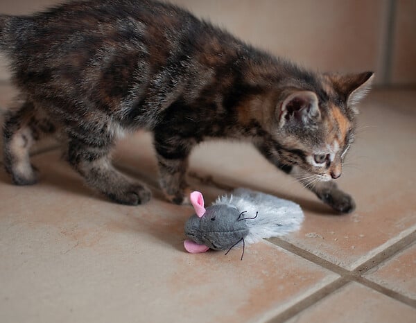 FIDELAMI - souris douce - large
