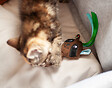 FIDELAMI - peluche raton - vignette