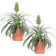 BLOOMIQUE - Lot de 2 - Ananas Mi Amigo - Ananas décoratif - Plante anti-ronflement - H. 30-40 cm - P. 12 cm - vignette