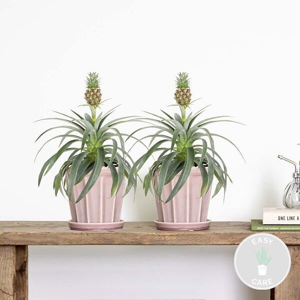 BLOOMIQUE - Lot de 2 - Ananas Mi Amigo - Ananas décoratif - Plante anti-ronflement - H. 30-40 cm - P. 12 cm - large