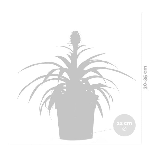 BLOOMIQUE - Lot de 2 - Ananas Mi Amigo - Ananas décoratif - Plante anti-ronflement - H. 30-40 cm - P. 12 cm - large