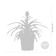 BLOOMIQUE - Lot de 2 - Ananas Mi Amigo - Ananas décoratif - Plante anti-ronflement - H. 30-40 cm - P. 12 cm - vignette
