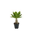 BLOOMIQUE - Brighamia Insignis - Palmier d'Hawaï - Plantes d'intérieur - Purifiant l'air - P. 12cm - H. 25-35 cm - vignette