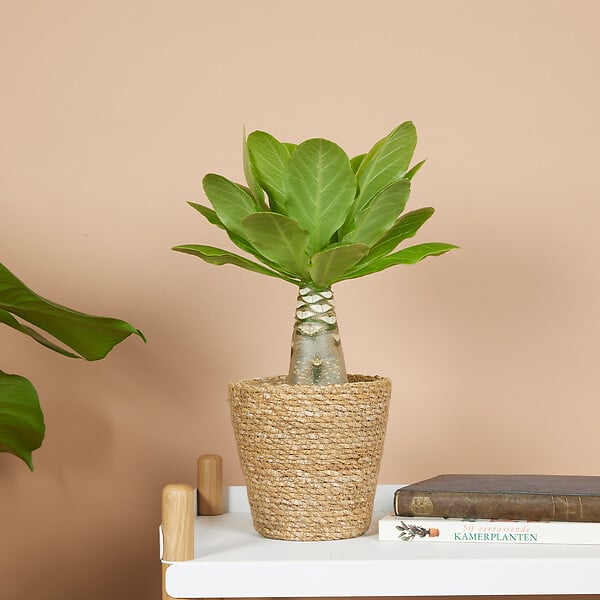 BLOOMIQUE - Brighamia Insignis - Palmier d'Hawaï - Plantes d'intérieur - Purifiant l'air - P. 12cm - H. 25-35 cm - large