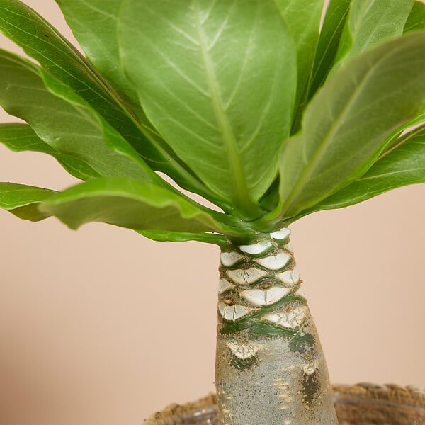 BLOOMIQUE - Brighamia Insignis - Palmier d'Hawaï - Plantes d'intérieur - Purifiant l'air - P. 12cm - H. 25-35 cm - large