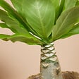 BLOOMIQUE - Brighamia Insignis - Palmier d'Hawaï - Plantes d'intérieur - Purifiant l'air - P. 12cm - H. 25-35 cm - vignette