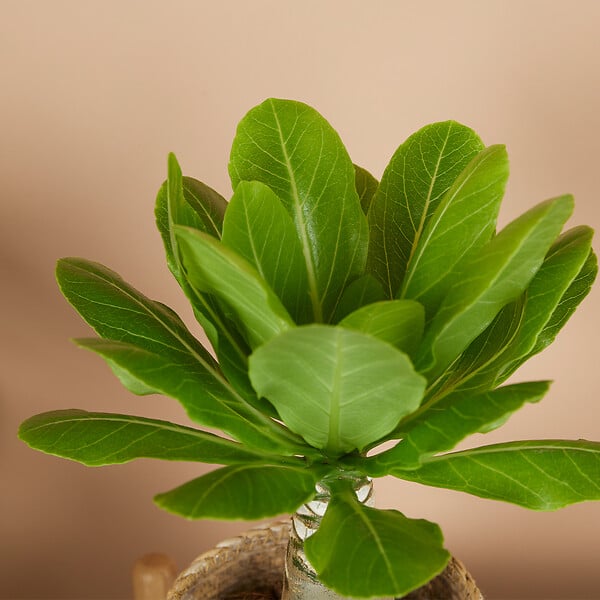 BLOOMIQUE - Brighamia Insignis - Palmier d'Hawaï - Plantes d'intérieur - Purifiant l'air - P. 12cm - H. 25-35 cm - large