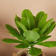 BLOOMIQUE - Brighamia Insignis - Palmier d'Hawaï - Plantes d'intérieur - Purifiant l'air - P. 12cm - H. 25-35 cm - vignette