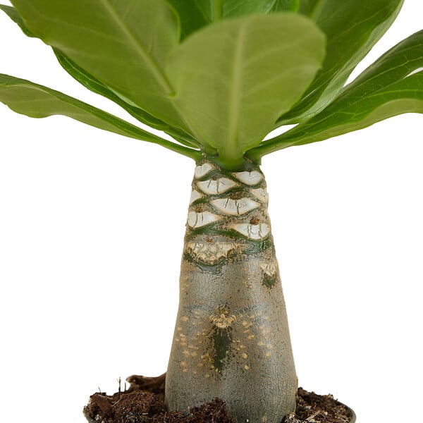 BLOOMIQUE - Brighamia Insignis - Palmier d'Hawaï - Plantes d'intérieur - Purifiant l'air - P. 12cm - H. 25-35 cm - large