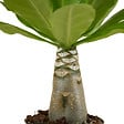 BLOOMIQUE - Brighamia Insignis - Palmier d'Hawaï - Plantes d'intérieur - Purifiant l'air - P. 12cm - H. 25-35 cm - vignette