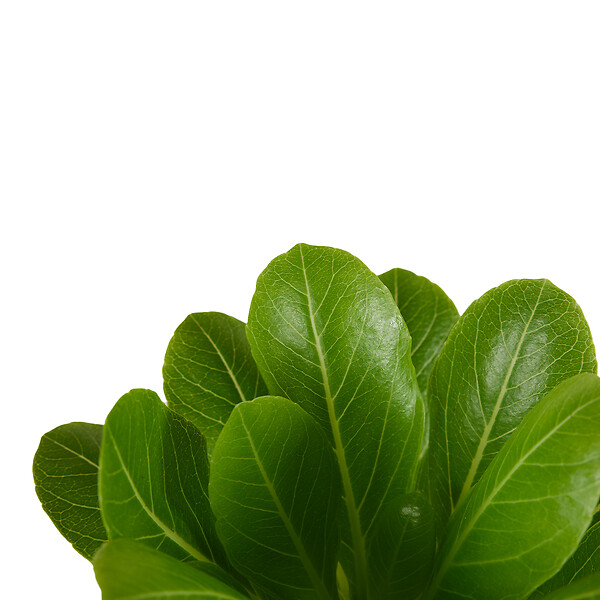 BLOOMIQUE - Brighamia Insignis - Palmier d'Hawaï - Plantes d'intérieur - Purifiant l'air - P. 12cm - H. 25-35 cm - large