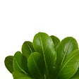 BLOOMIQUE - Brighamia Insignis - Palmier d'Hawaï - Plantes d'intérieur - Purifiant l'air - P. 12cm - H. 25-35 cm - vignette