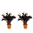BLOOMIQUE - Lot de 2 - Calathea Crocata - Plante d'intérieur - Facile d'entretien - Purifiante - H. 30-40 cm - vignette