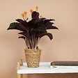 BLOOMIQUE - Lot de 2 - Calathea Crocata - Plante d'intérieur - Facile d'entretien - Purifiante - H. 30-40 cm - vignette
